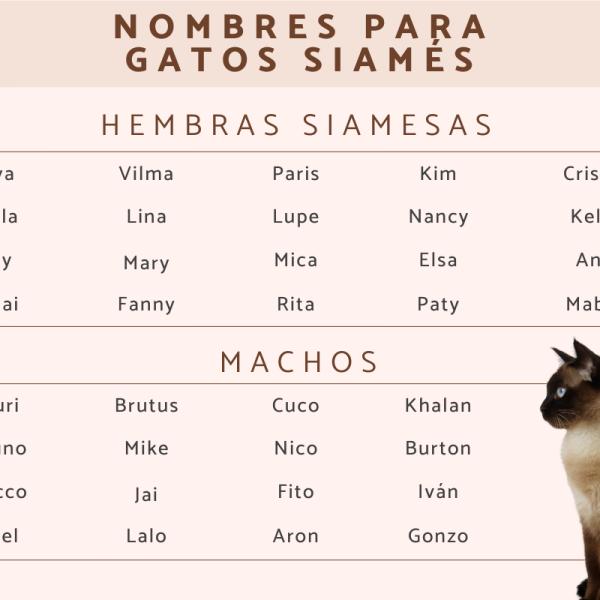 Nombres originales para gatas siamesas 1