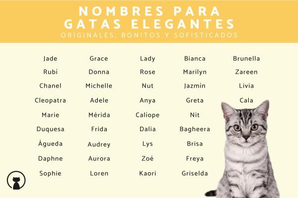 Nombres originales para gatas tricolor 5