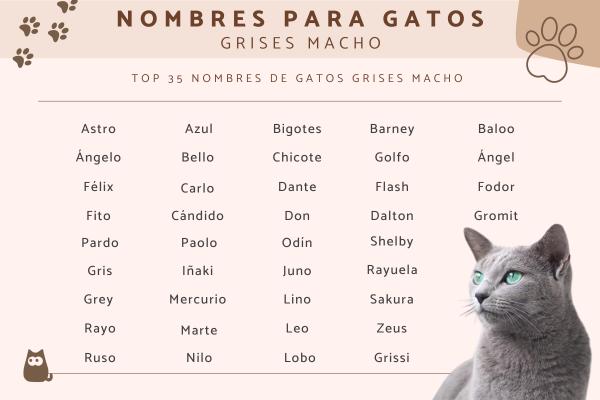 Nombres originales para gatos grises 4