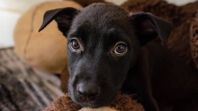 Nombres Originales para Perros Negros