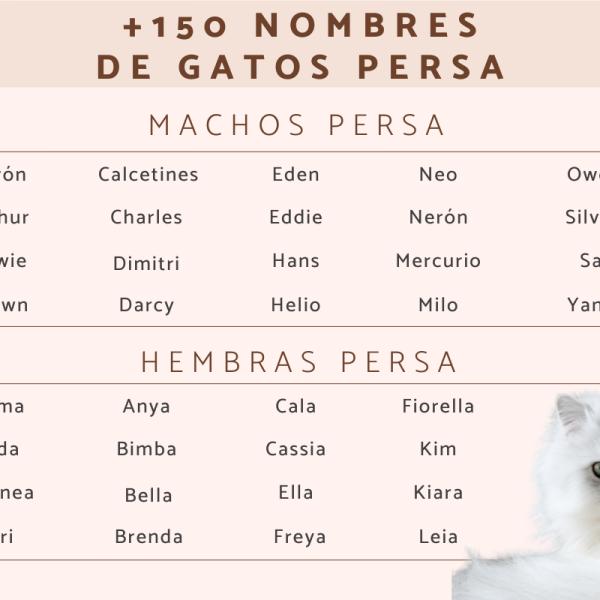 Nombres para gata persa 4