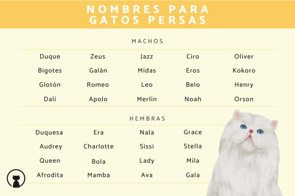 Nombres para gata persa 5