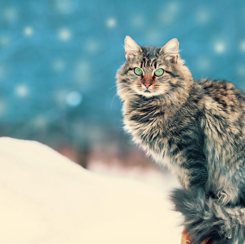 Nombres para gatas azul ruso 3