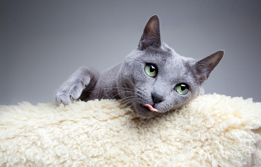 Nombres para gatas azul ruso 5