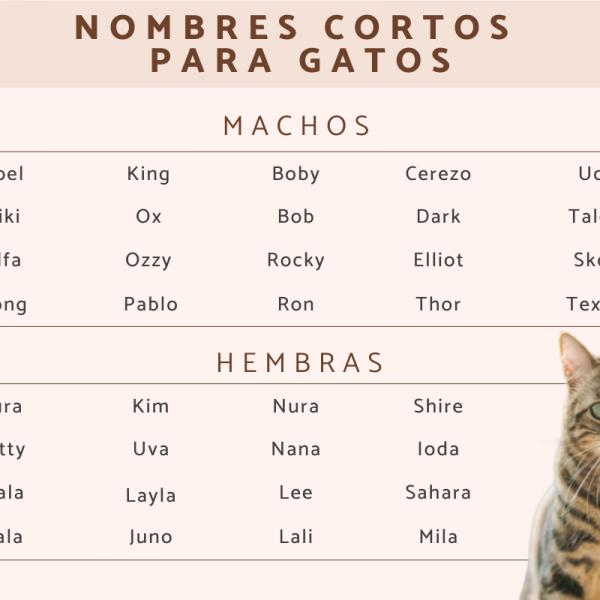 Nombres para Gatas Graciosos