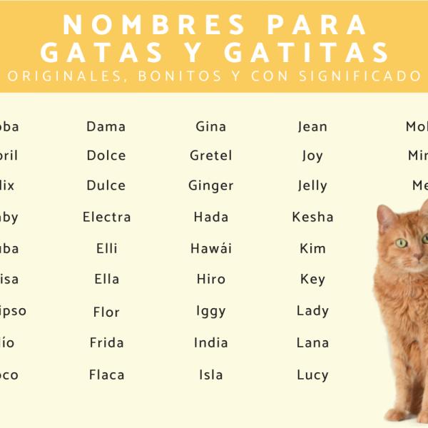 Nombres para gatas pardas 3