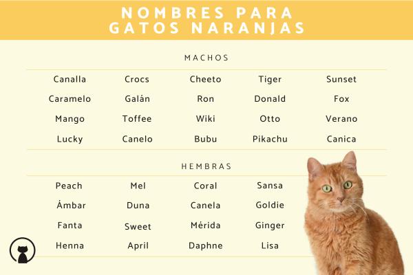 Nombres para Gato Macho Anaranjado