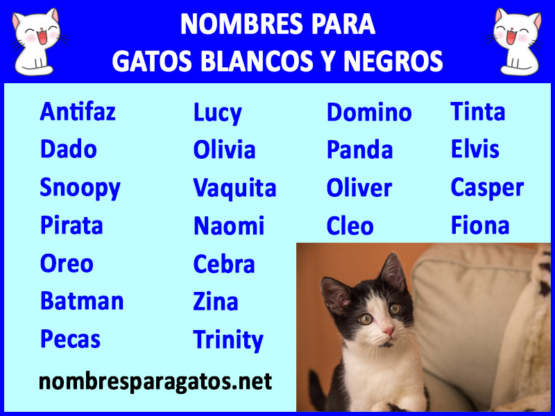 Nombres para gatos bicolor 3