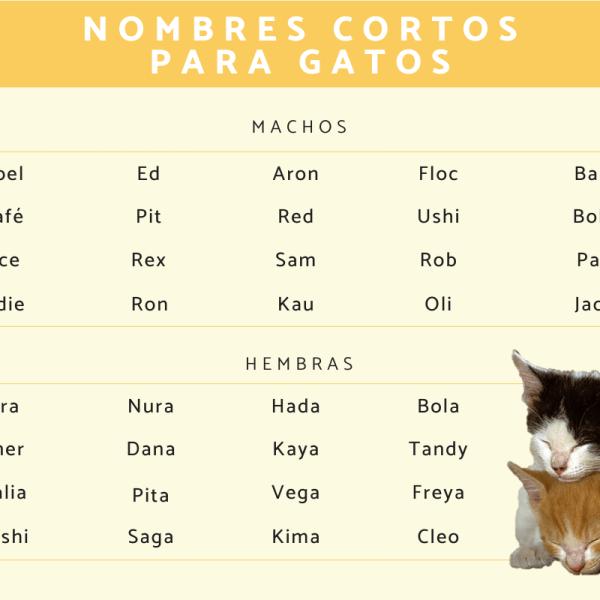 Nombres para gatos bonitos y cortos 5