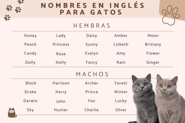 Nombres para gatos bonitos y cortos 4