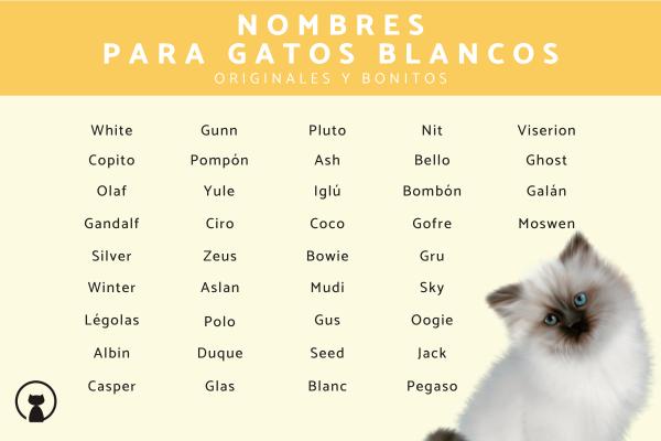 Nombres para gatos cafe claro 4