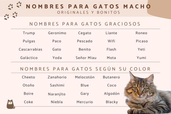 Nombres para gatos color beige 1