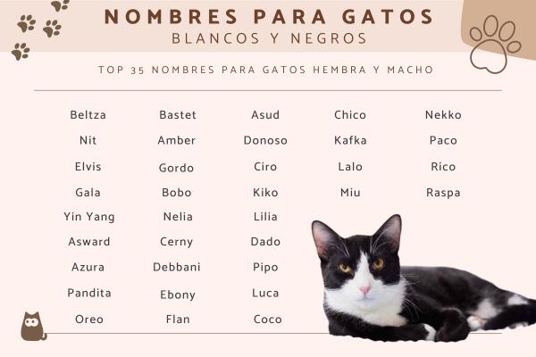 Nombres para gatos con manchas blancas y negras 1