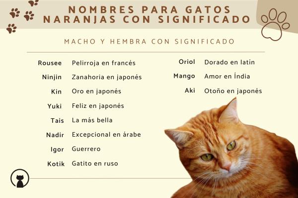 Nombres para gatos dorados 5