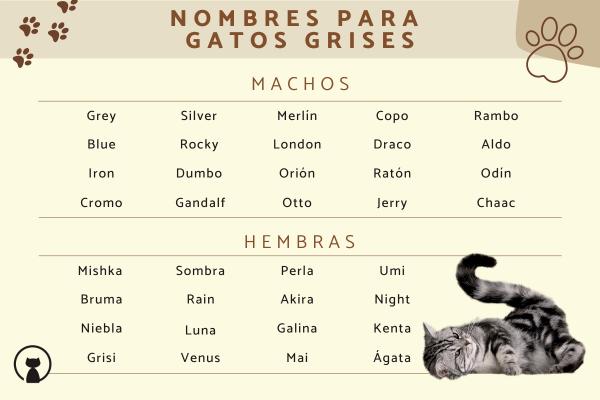 Nombres para gatos grises con ojos azules 3