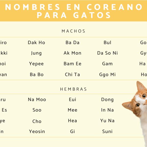 Nombres para gatos hembra coreanos 3