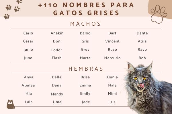 Nombres para Gatos Hembras Grises