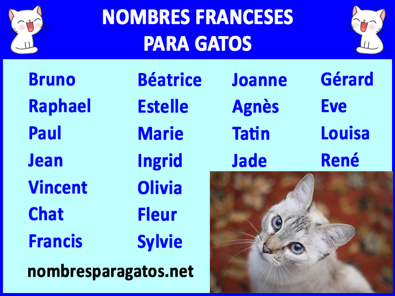 Nombres para gatos machos en frances 5