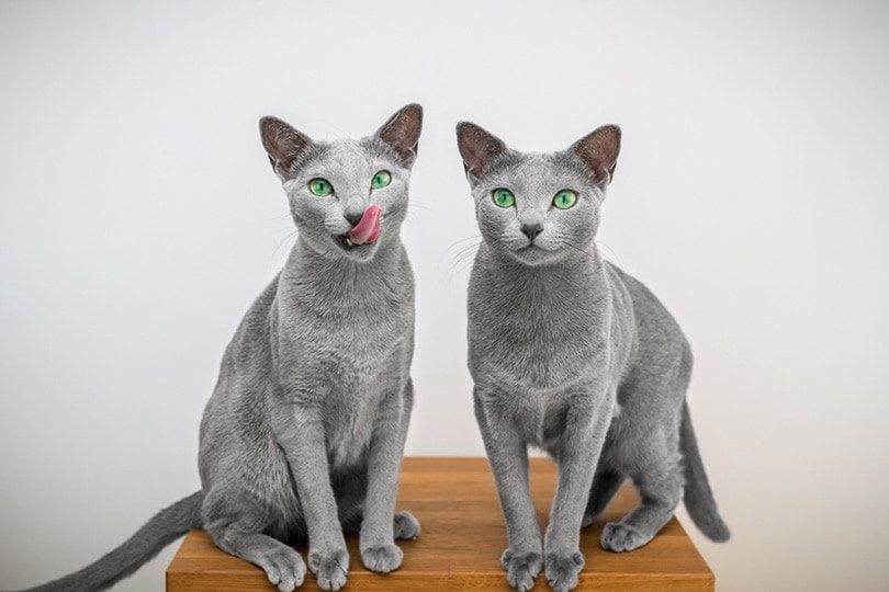 Nombres para gatos mellizos 4