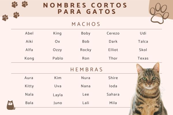 Nombres para Gatos Mixtos