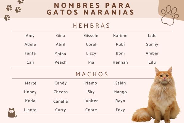 Nombres para gatos pelirrojos 1