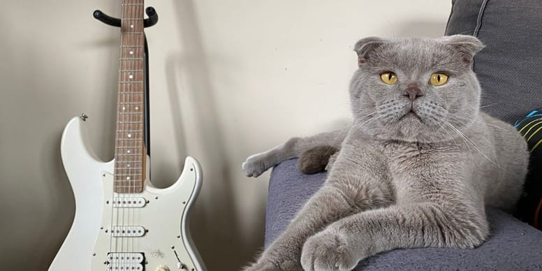 Nombres para gatos rockeros 4