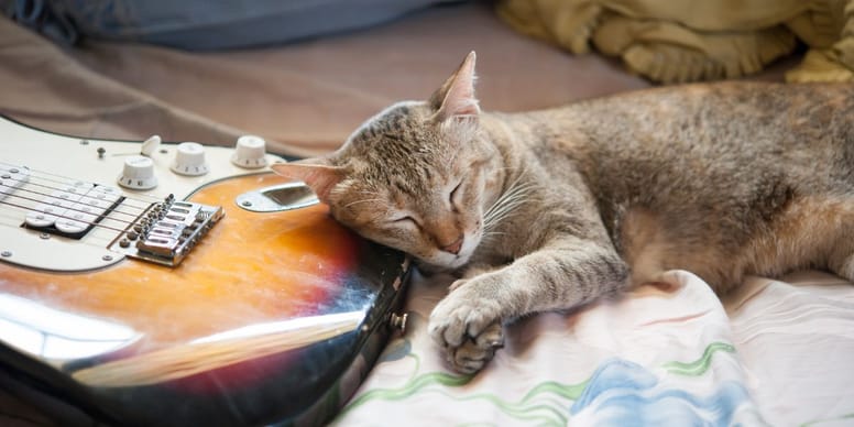 Nombres para gatos rockeros 5