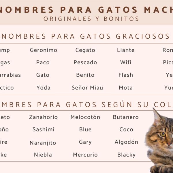 Nombres para Gatos Romanos Machos