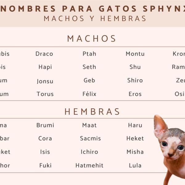 Nombres para Gatos Sin Pelo