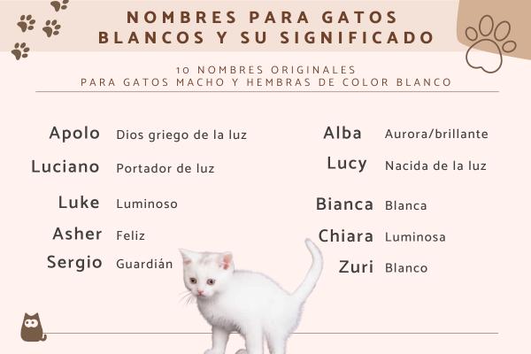 Nombres para Gatos Sobrevivientes