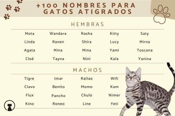 Nombres para Gatos Tigrillos