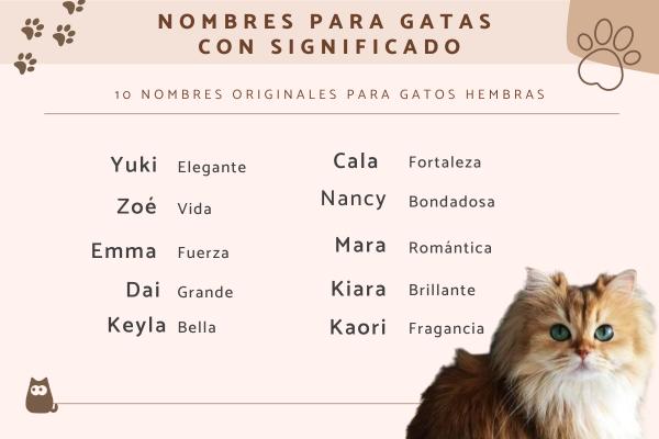 Nombres para Gatos Valientes