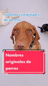 Nombres para Guarderías de Perros