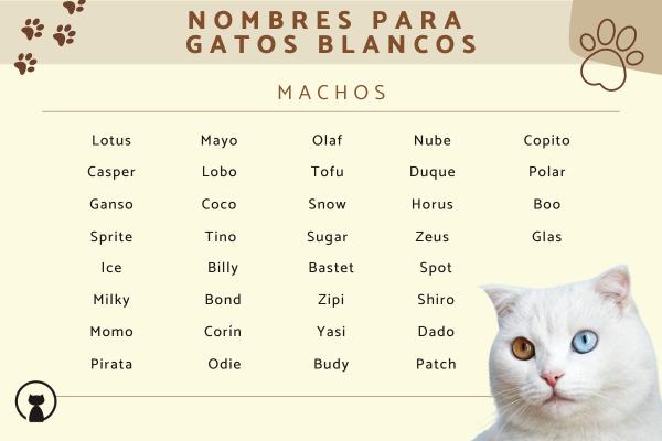 Nombres para parejas de gatos macho y hembra 3