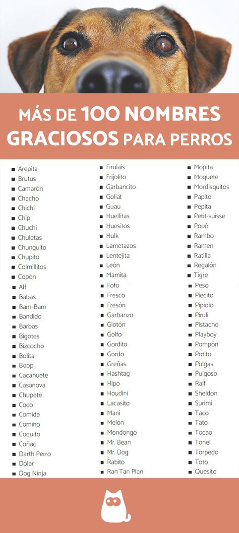 Nombres para perros cachorros 3