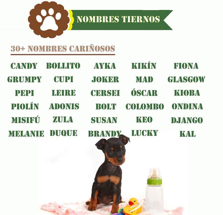 Nombres para Perras Negritas