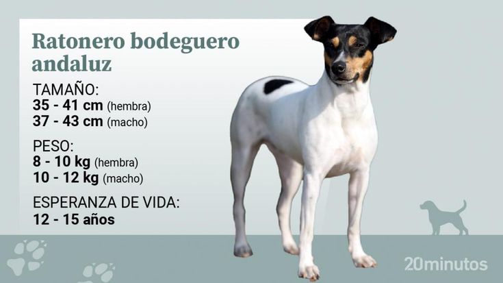 Nombres para Perro Bodeguero Andaluz