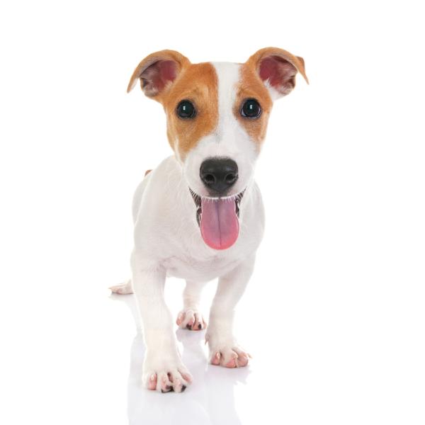 Nombres para perro jack russell terrier macho 1