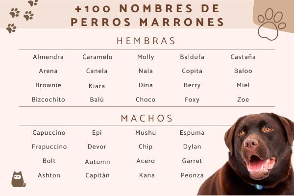 Nombres para Perro Labrador Chocolate