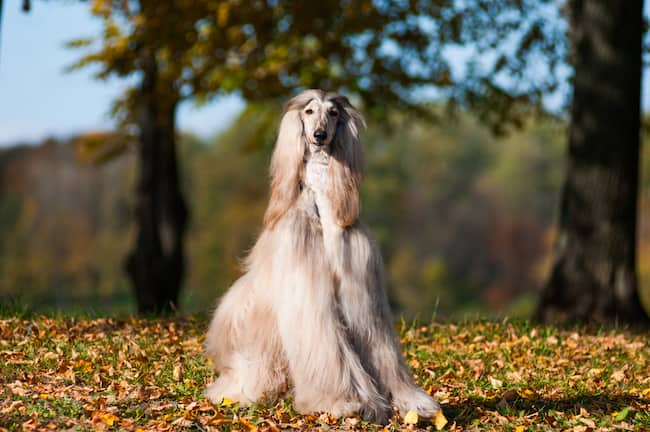 Nombres para Perros Afganos