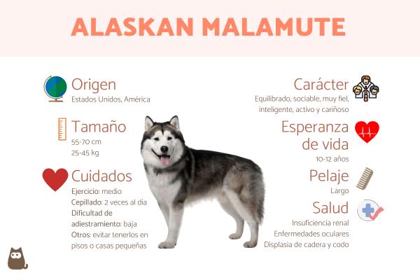 Nombres para perros alaska malamute hembra 1