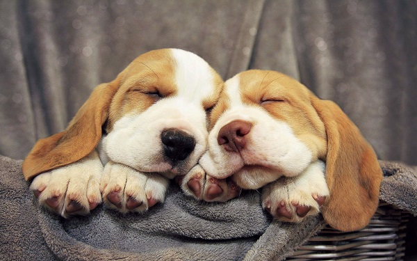 Nombres para Perros Batatas
