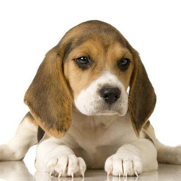 Nombres para Perros Beagle Hombres