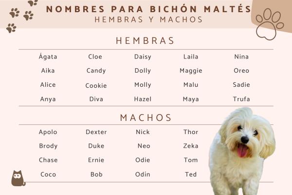 Nombres para Perros Bichon Frise Macho