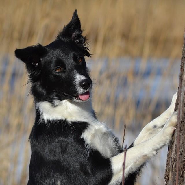 Nombres para Perros Border Collie Hembra