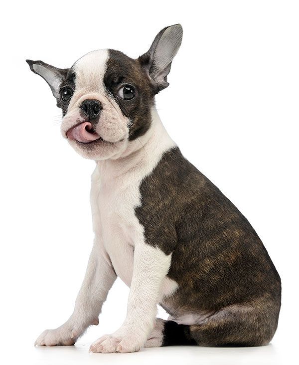 Nombres para Perros Boston Terrier Machos
