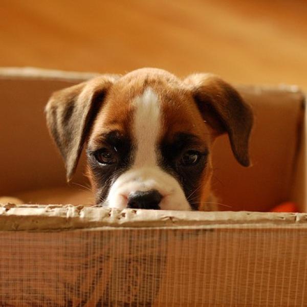 Nombres para Perros Boxer Cafe