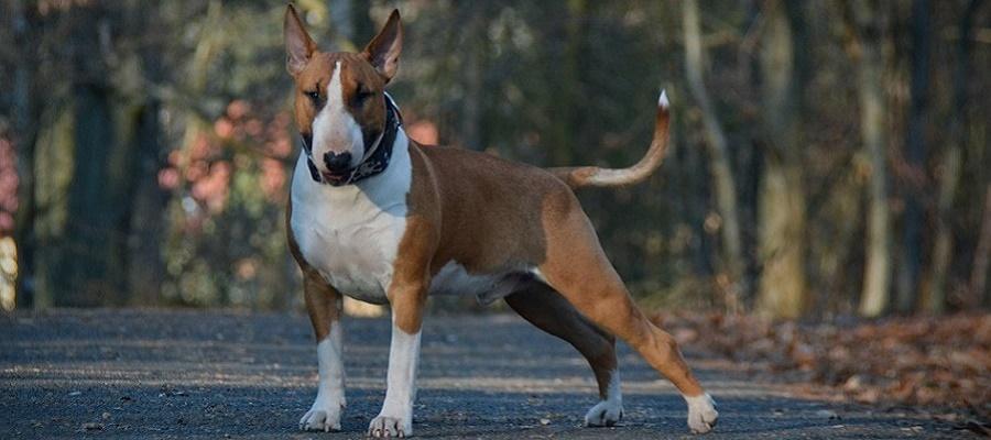 Nombres para Perros Bull Terry