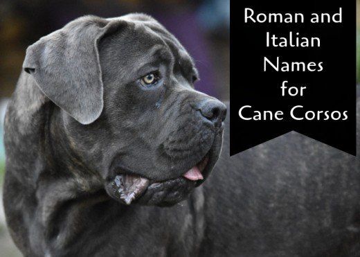 Nombres para Perros Cane Corso