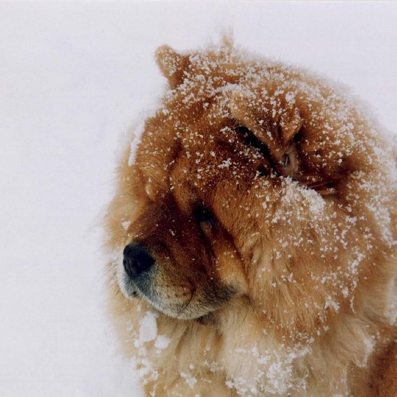 Nombres para perros chinos con significado 2